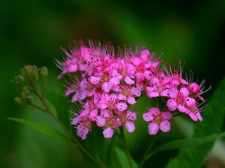 樱花草莓蜜桃粉