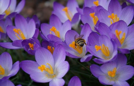 粉黛乱子草花海视频