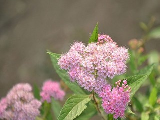 紫罗兰永恒花园女主角叫什么