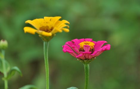 芭乐向日葵鸭脖视频