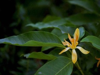 花水木电影高清完整版