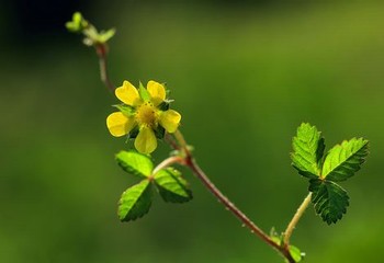 草莓苹果香蕉秋葵菠萝蜜